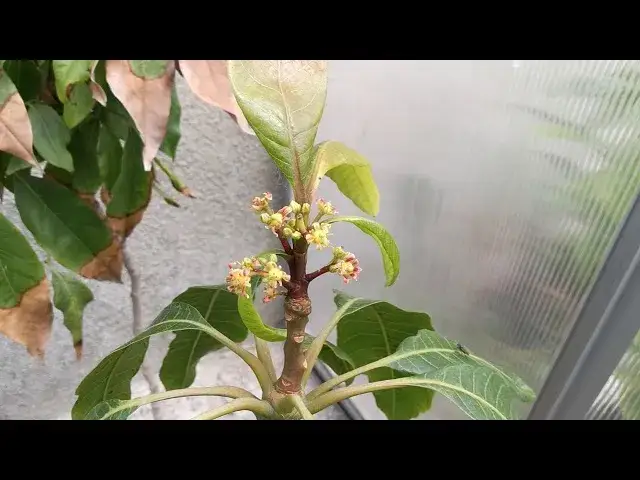 Jak kwitnie mango - poznaj tajniki kwitnienia i pielęgnacji