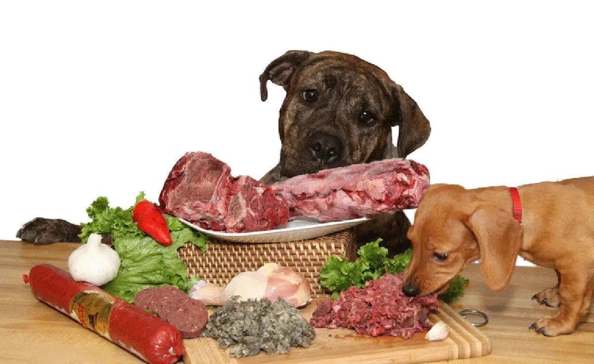 Es bueno darle carne cruda a los perros: riesgos y beneficios que debes conocer