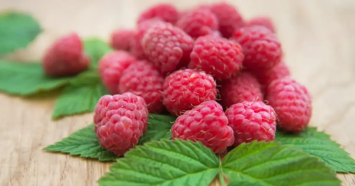 Jaki nawóz pod maliny na jesień, aby wzmocnić ich zimową odporność?