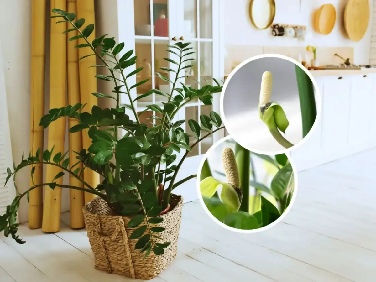 Czy zamiokulkas może stać w sypialni? Oto co musisz wiedzieć