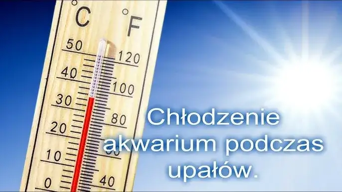Jak schłodzić wodę w akwarium: 7 skutecznych metod na upały