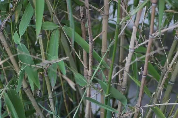 Kwitnienie bambusa: Rzadkie zjawisko, co robić i jak ratować?