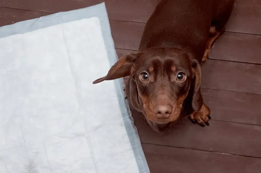 Jak nauczyć szczeniaka czystości: skuteczne metody i porady