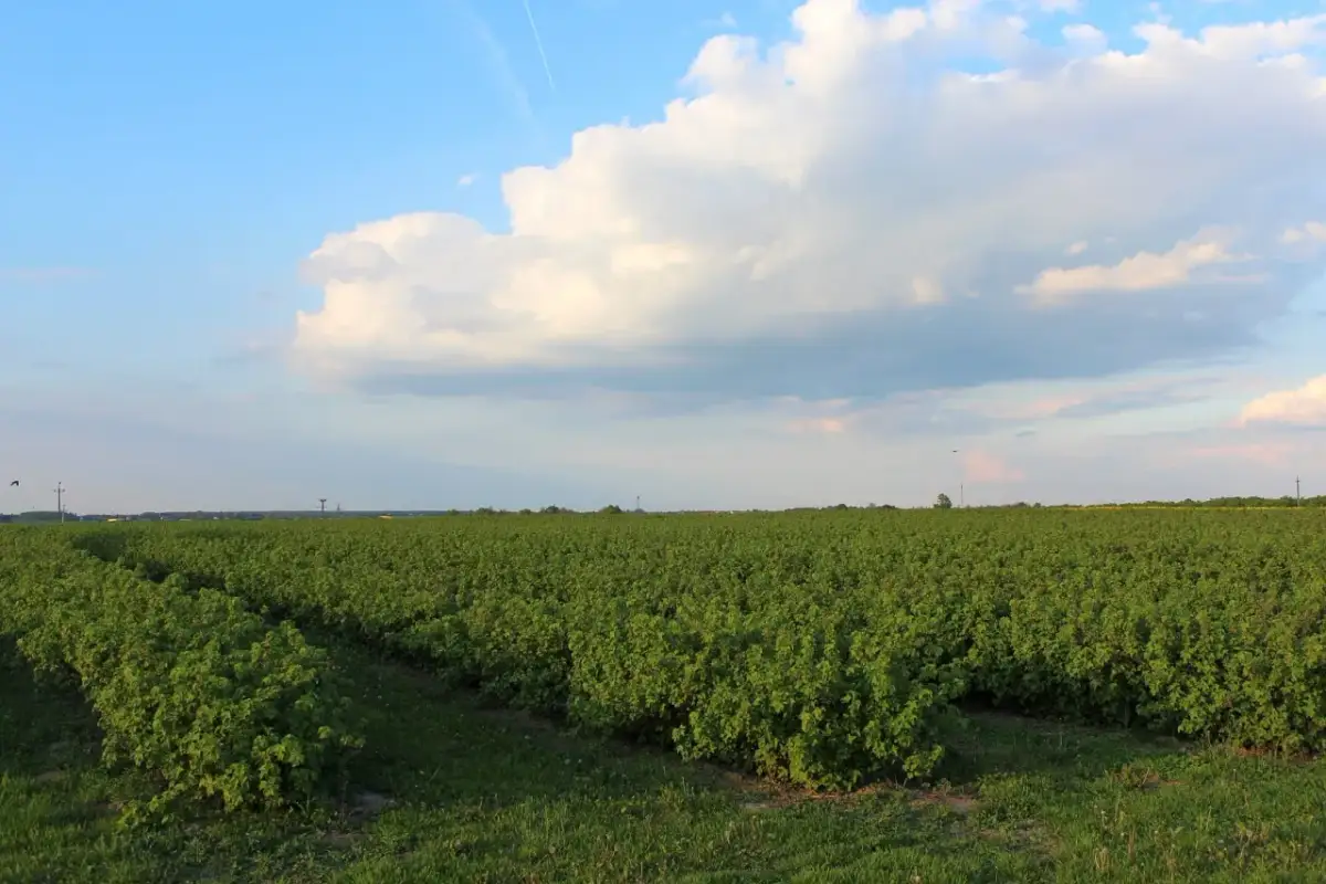 Jaki nawóz do krzewów ozdobnych? Sprawdź najlepsze rozwiązania dla zdrowia roślin