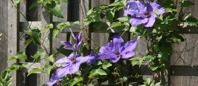 Clematisy kiedy sadzić - najlepszy czas na ich udane wzrastanie