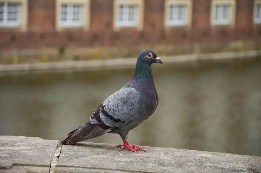 Ile żyje gołąb pocztowy? Zaskakujące fakty o ich długości życia