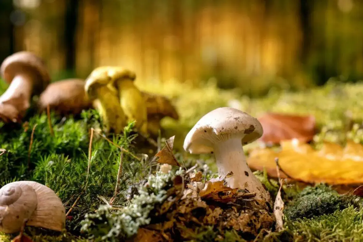 Jakie jadalne grzyby rosną w lesie? Odkryj najcenniejsze gatunki