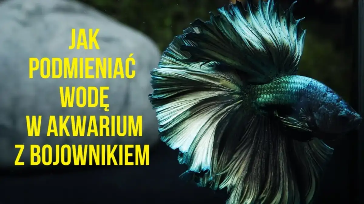 Jak podmieniać wodę w akwarium, aby uniknąć błędów i zadbać o ryby