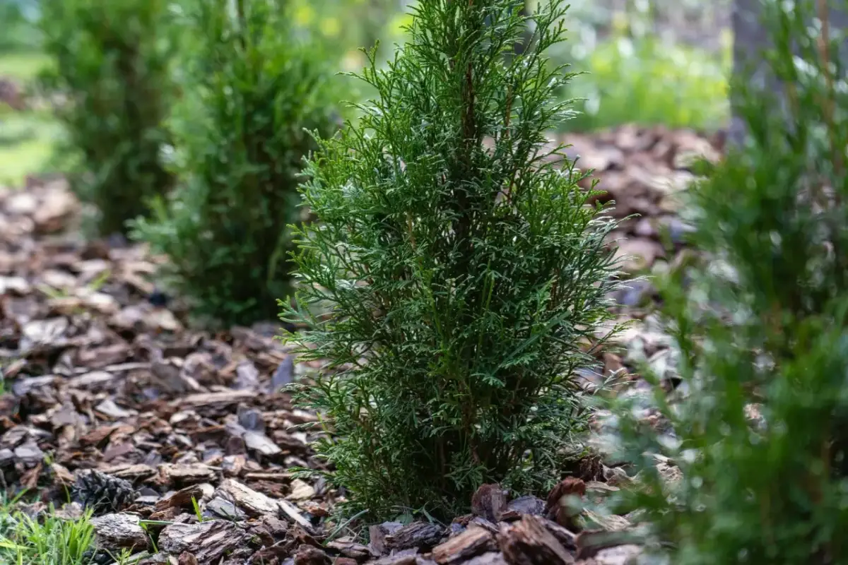 Czy można sadzić tuje w listopadzie? Oto co musisz wiedzieć