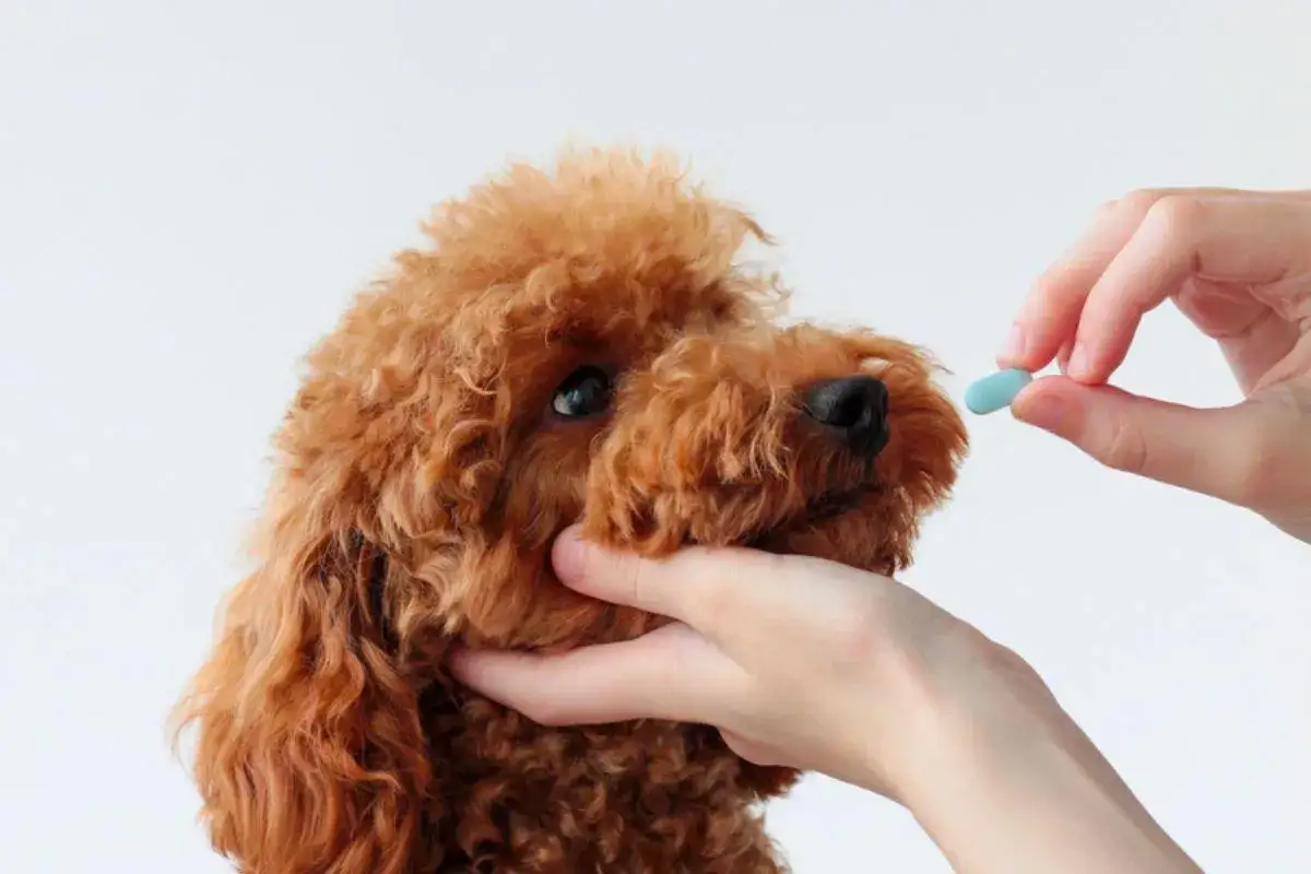 Jak często odrobaczać szczeniaka? Kompletny harmonogram dla pupila