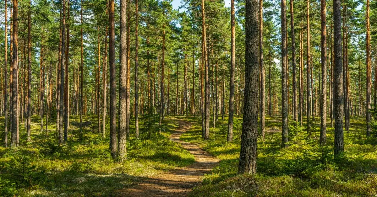 Jakie drzewa rosną w lesie? Odkryj niezwykłe gatunki w Polsce