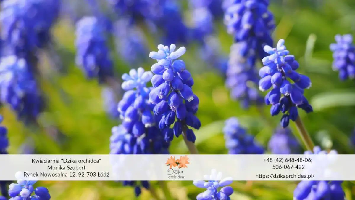 Jak sadzić szafirki w doniczce, aby uniknąć najczęstszych błędów