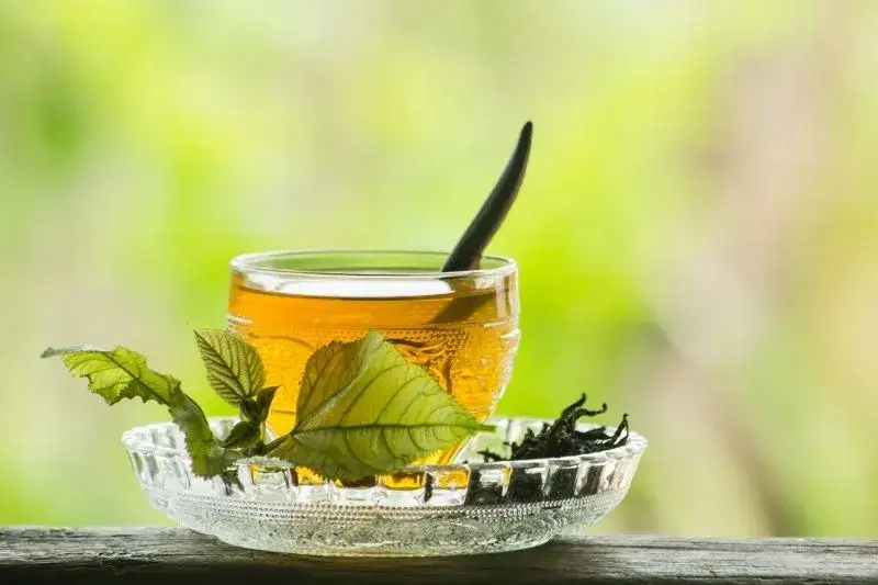 Jak pić herbatę z morwy białej, aby cieszyć się jej zdrowotnymi właściwościami?