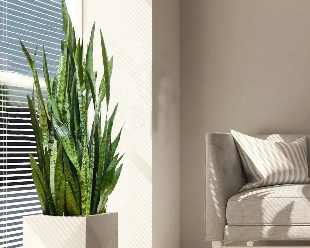 Najlepsze kwiaty do salonu, które odmieniają wnętrze i poprawiają nastrój