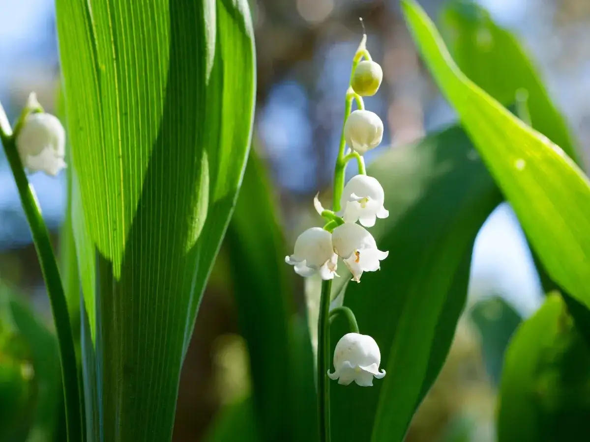 Kiedy kwitną konwalie w lesie? Odkryj ich piękno w maju i czerwcu