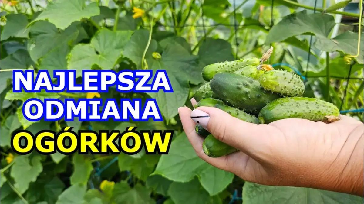 Jakie ogórki do siania - wybierz najlepsze odmiany do uprawy