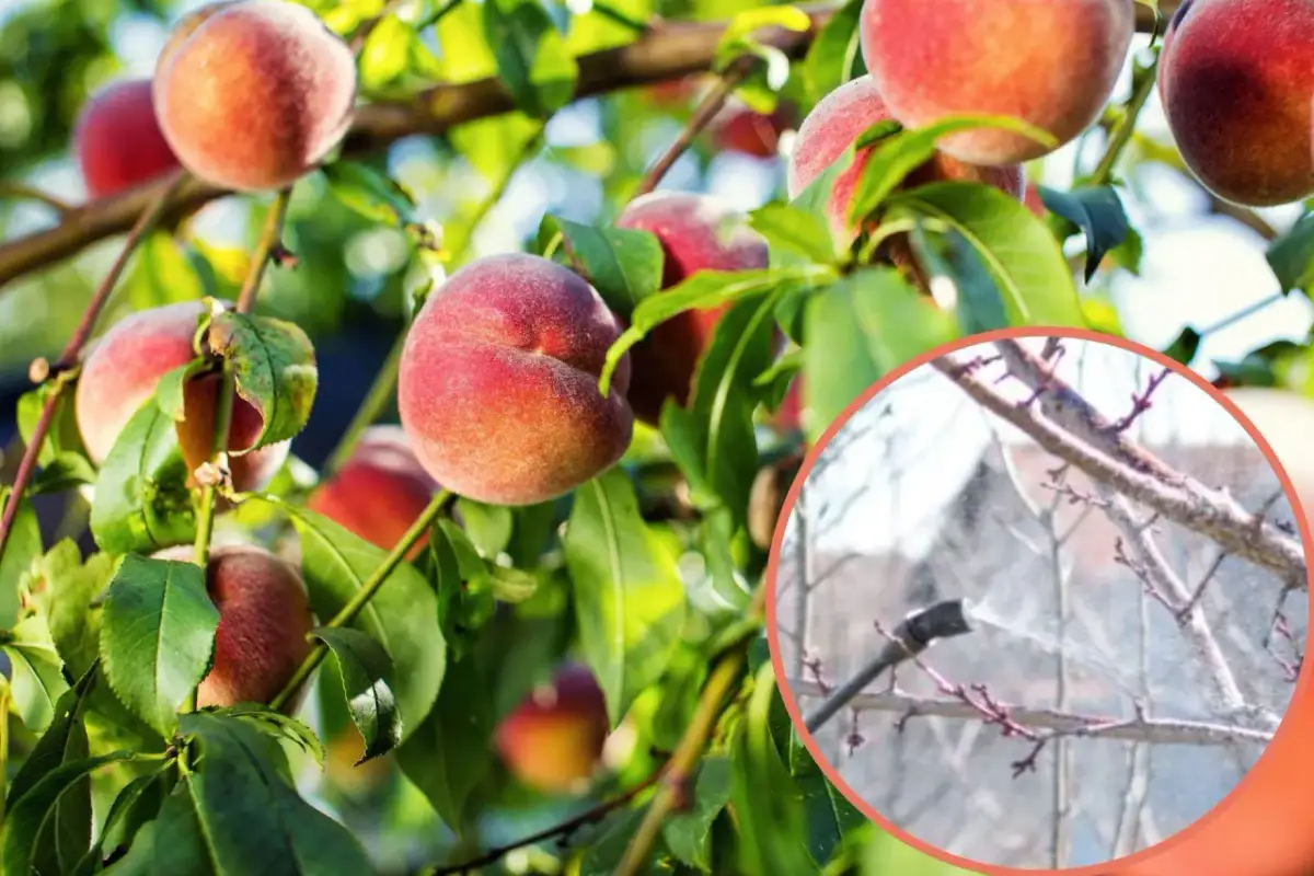 Kiedy opryskiwać brzoskwinie? Kluczowe terminy dla zdrowych owoców