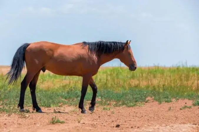 Jak wygląda koń kary? Odkryj niezwykłe cechy czarnego konia