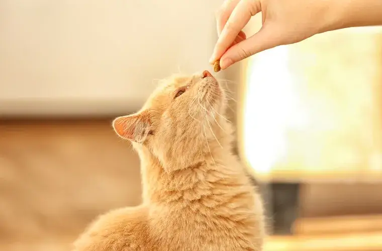 Ile je mały kotek? Poznaj kluczowe zasady karmienia i zdrowia