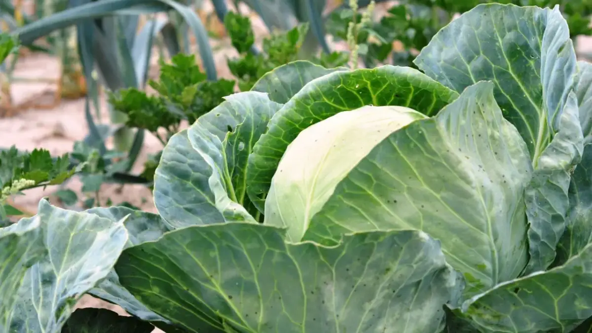 Kapusta obok czego sadzić: najlepsze rośliny, które ją wspierają