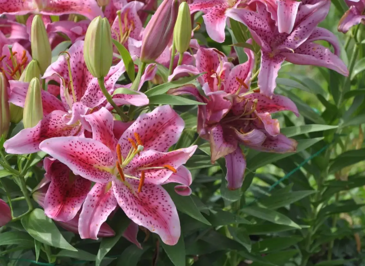 Jaki nawóz pod lilie, aby zapewnić im zdrowy wzrost i kwitnienie