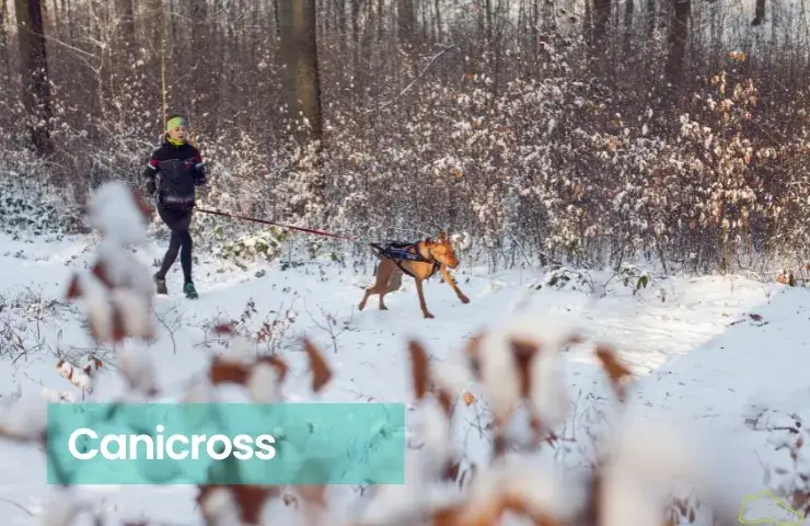 Jak zacząć biegać z psem: unikaj błędów i ciesz się wspólnym treningiem
