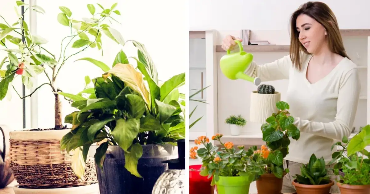 Jakie kwiaty na kwietnik w domu? Odkryj idealne rośliny do wnętrz