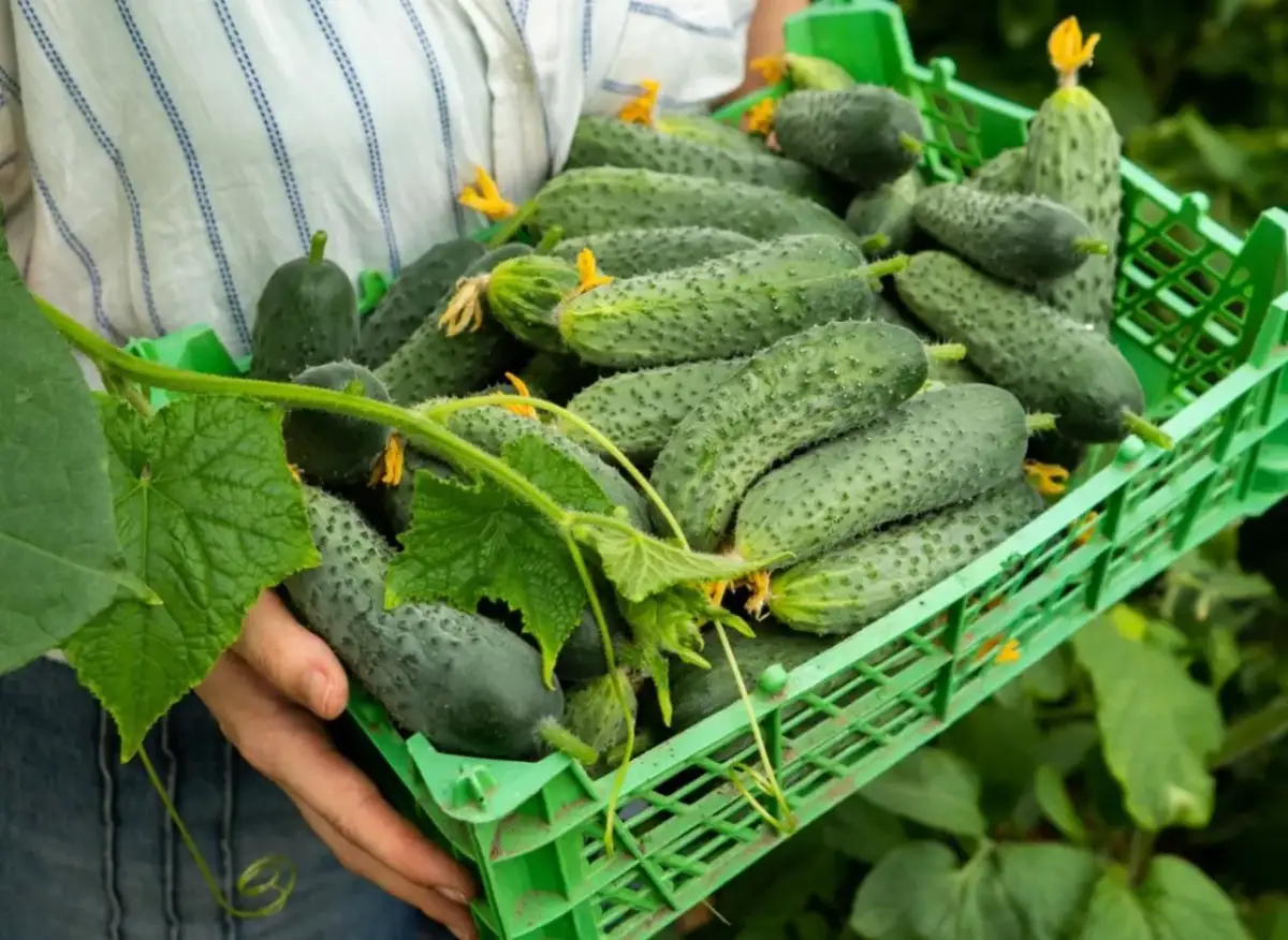 Ogórki śremskie kiedy sadzić, aby uniknąć przymrozków i mieć plony