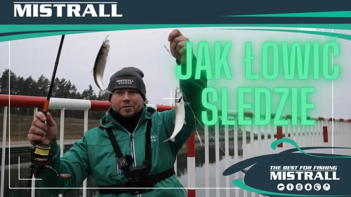 Kiedy łowić śledzie w Bałtyku? Poznaj najlepszy czas na ryby