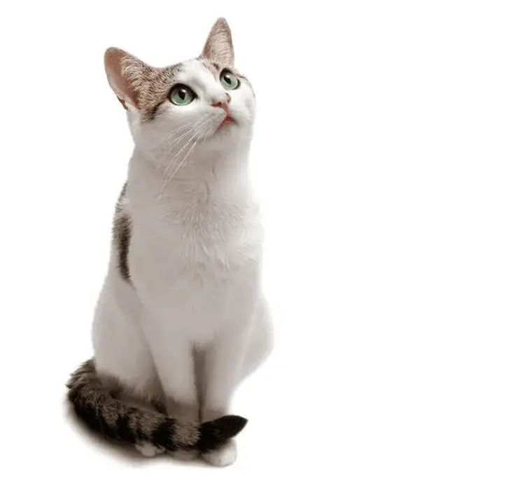 Jak często karmić małego kotka, aby zapewnić mu zdrowie i szczęście