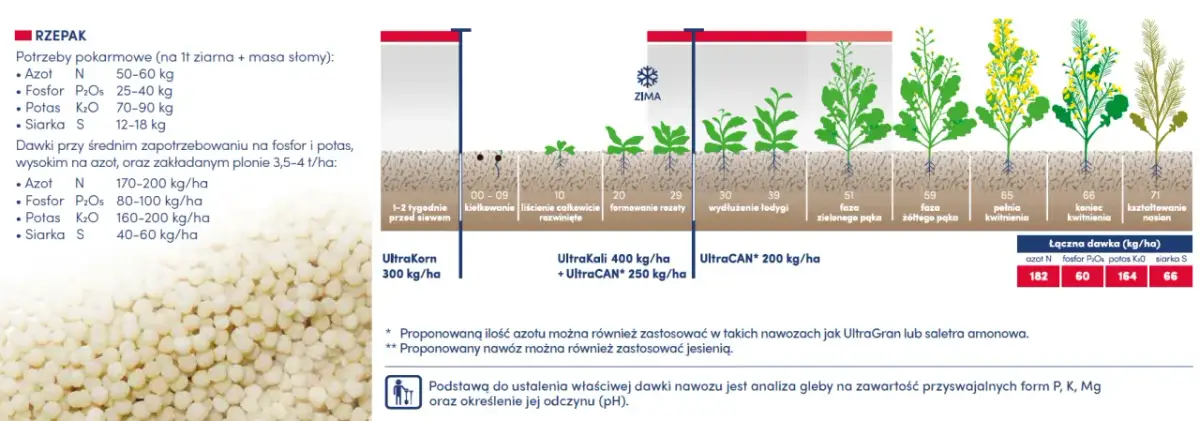 Jaki nawóz pod rzepak ozimy zapewni najwyższe plony? Kluczowe informacje