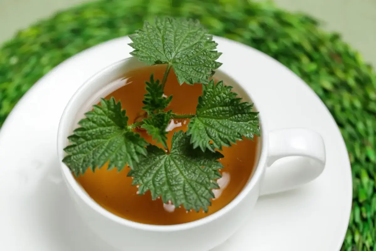 Napar z pokrzywy na co pomaga - odkryj jego niezwykłe właściwości zdrowotne