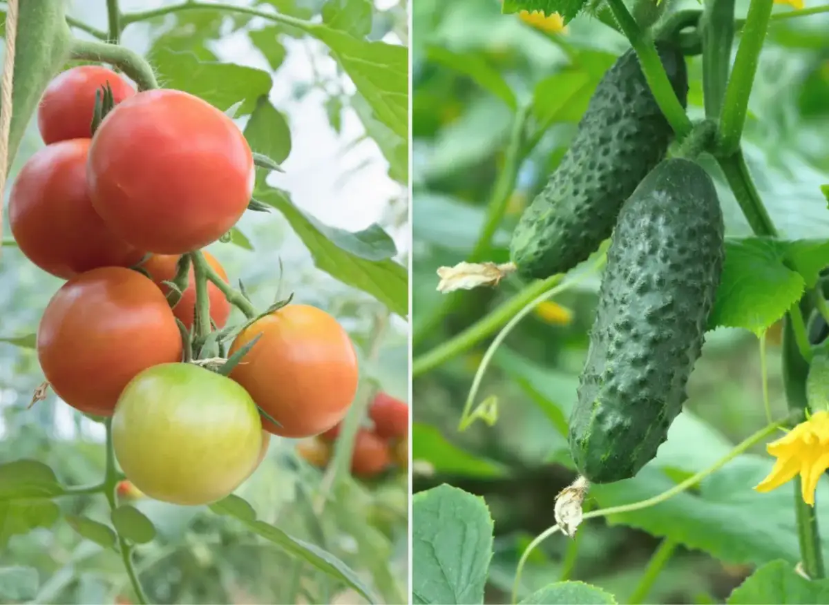 Jakie warzywa sadzić po pomidorach, aby uniknąć problemów z glebą