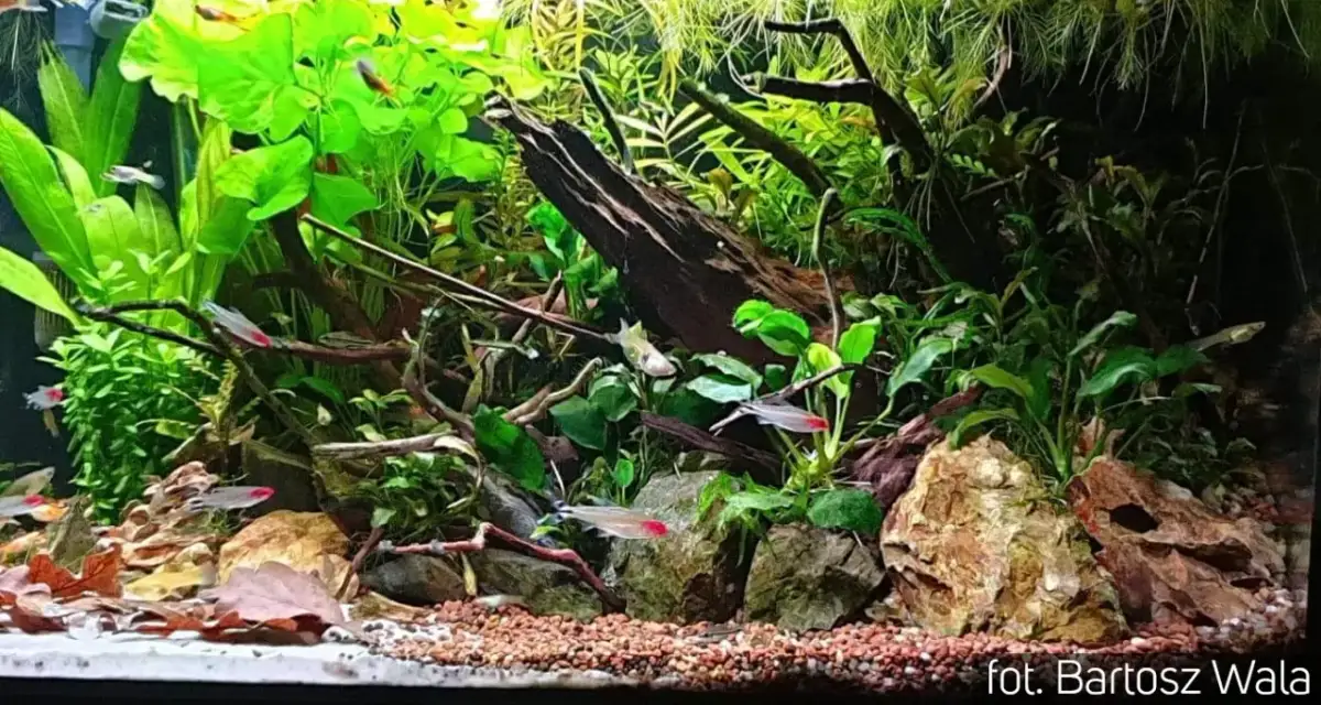 Kiedy wlać bakterie do akwarium, aby uniknąć problemów z wodą?