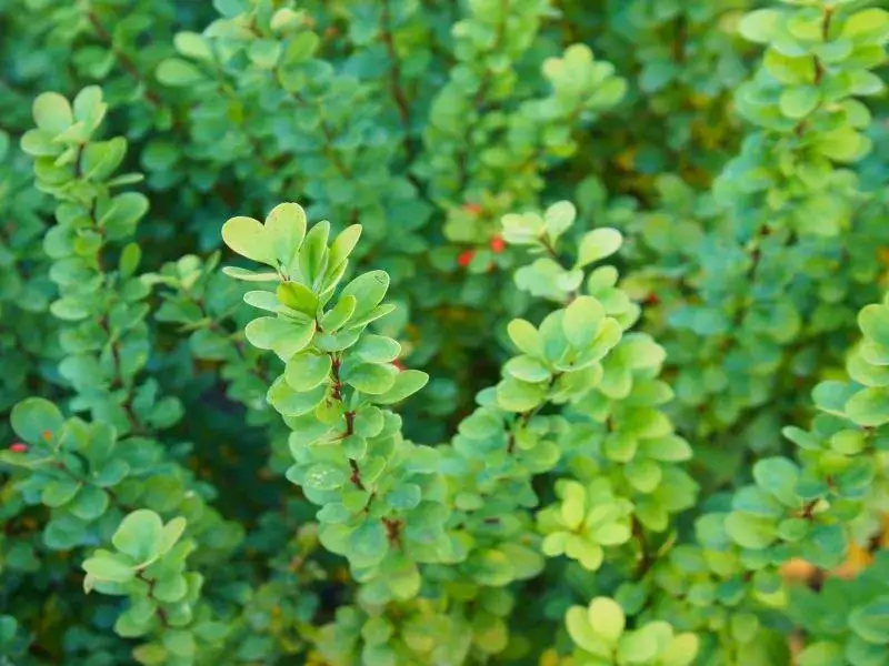 Berberys na żywopłot: jak szybko rośnie i co wpływa na wzrost