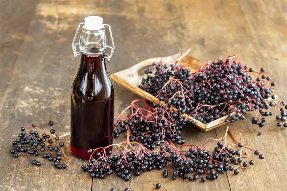 Nalewka z czarnego bzu na co pomaga – poznaj jej zdrowotne właściwości