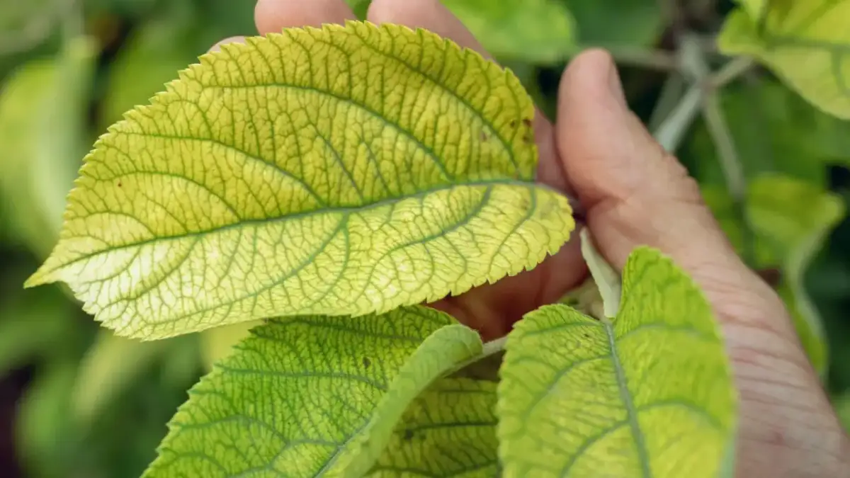 Dlaczego żółkną liście hortensji ogrodowej? Poznaj przyczyny i rozwiązania