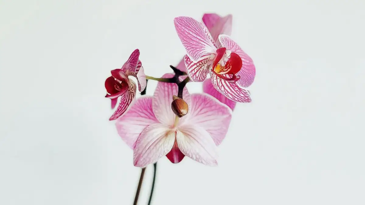 Jak podlewać storczyki nawozem, aby uniknąć najczęstszych błędów?