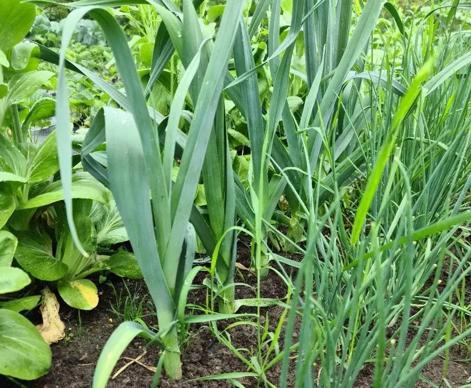 Kiedy sadzić rozsadę pora do gruntu, aby uniknąć nieudanych zbiorów