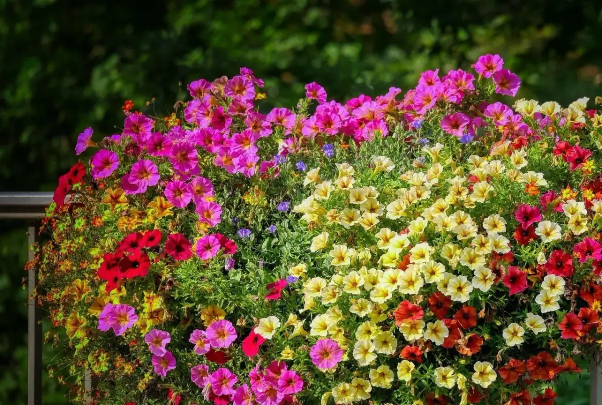 Kiedy sadzić surfinie z nasion, aby uniknąć niepowodzeń w ogrodzie