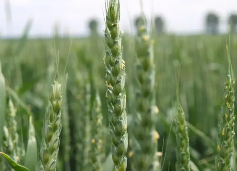 Ile nawozu na 1 ha zboża – uniknij błędów w nawożeniu i zwiększ plony