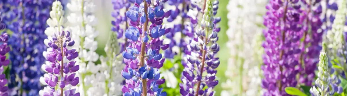 Kiedy siać łubin trwały, aby uniknąć nieudanych plonów?