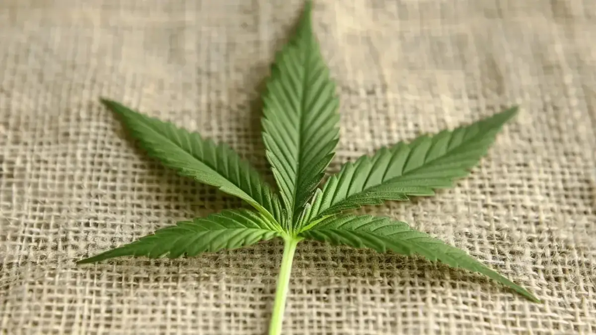 Zaskakujące zastosowanie konopi siewnych w medycynie i żywności