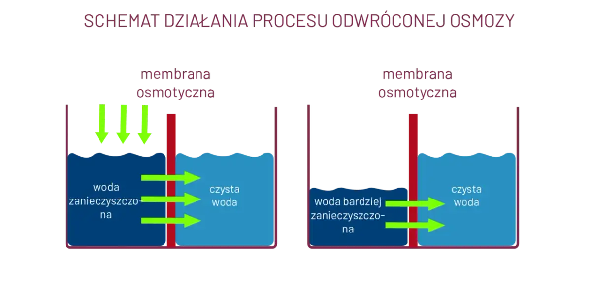 Osmoza w biologii: jak działa i jakie ma znaczenie dla życia komórkowego