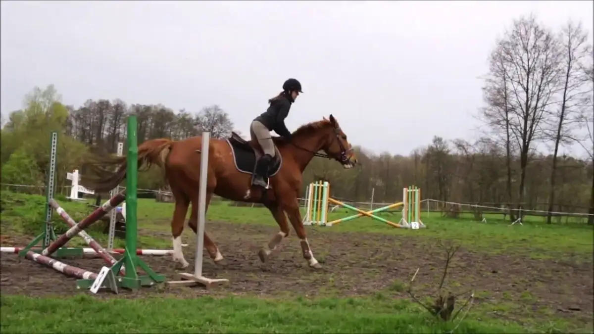 Liceum jeździeckie z internatem – idealne miejsce dla przyszłych jeźdźców