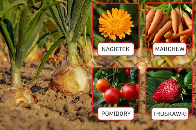 Co siać koło cebuli? Odkryj najlepsze rośliny towarzyszące