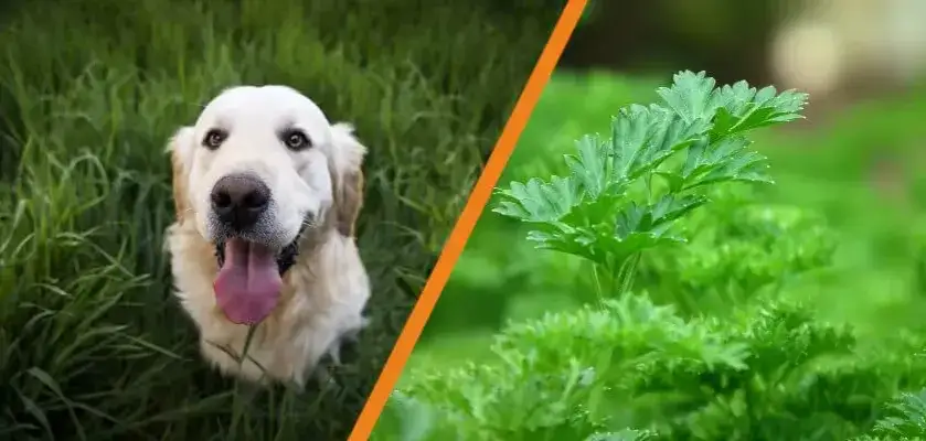 Czy pies może jeść korzeń pietruszki? Poznaj fakty i zagrożenia