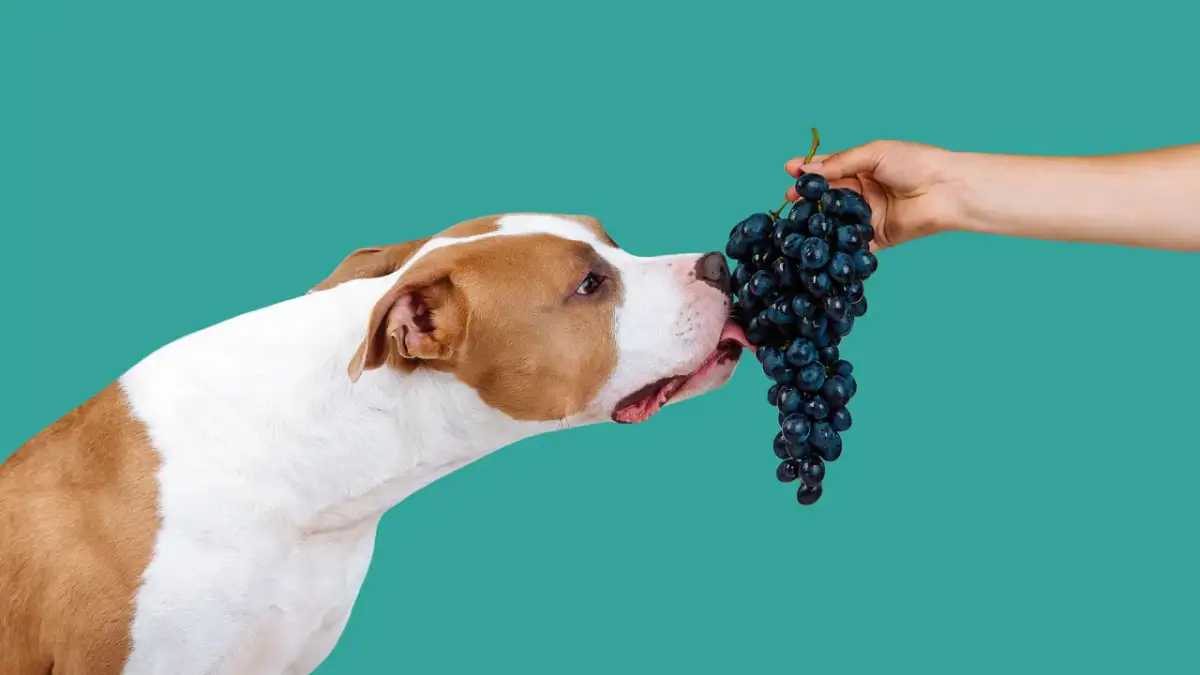 Czy pies może jeść winogrona bezpestkowe? Uwaga na zagrożenia!