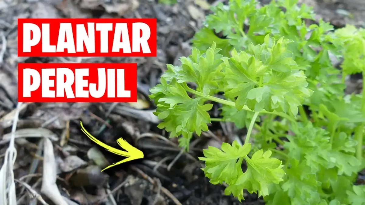 Cuándo se planta el perejil: evita errores comunes y logra éxito
