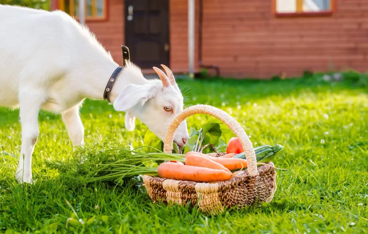 Czy ser kozi ma laktozę? Sprawdź, czy jest bezpieczny dla Ciebie